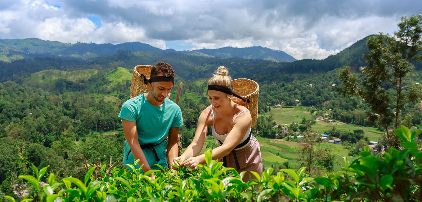 Tea Country Experience