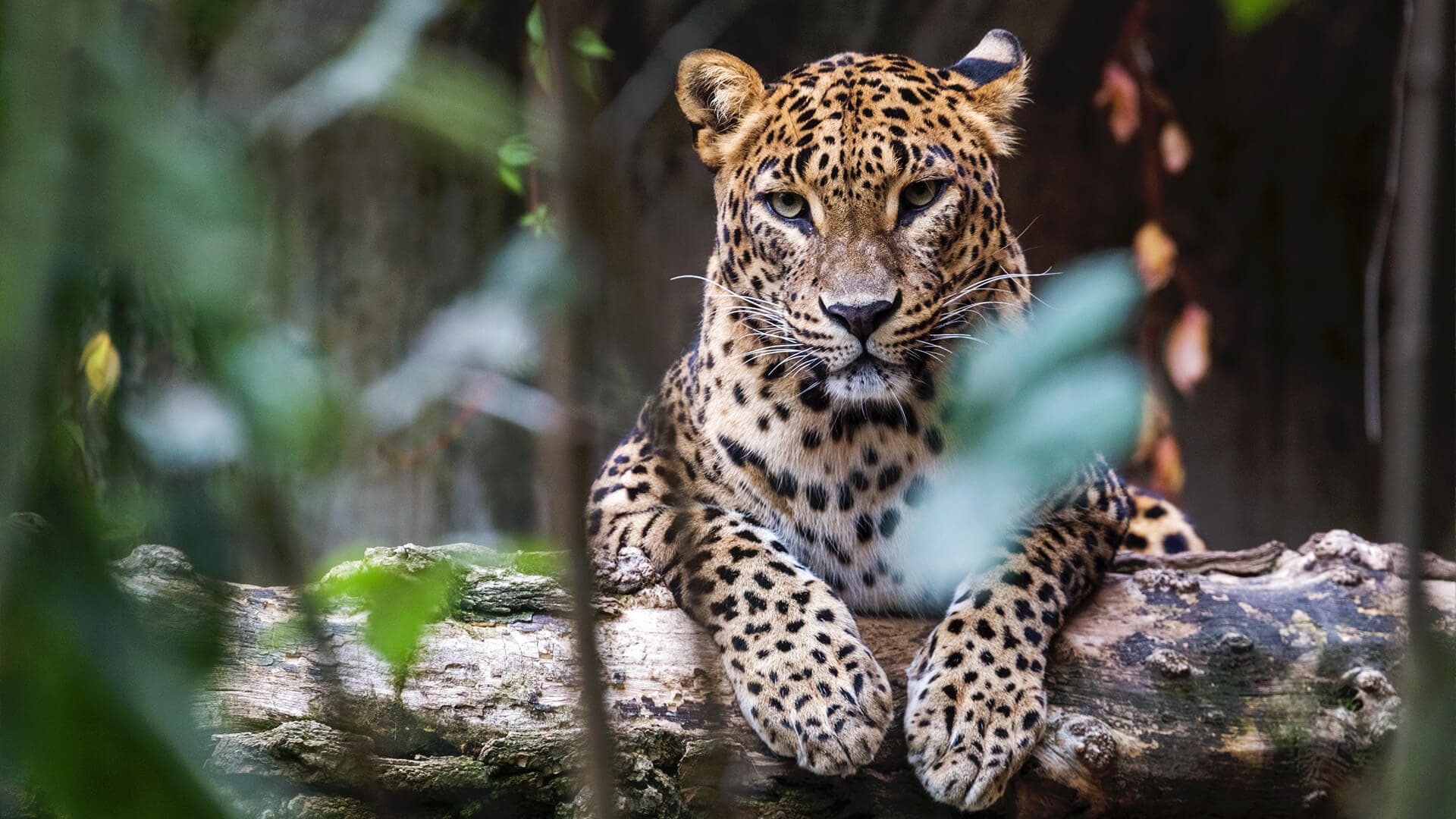 Yala National Park Safari